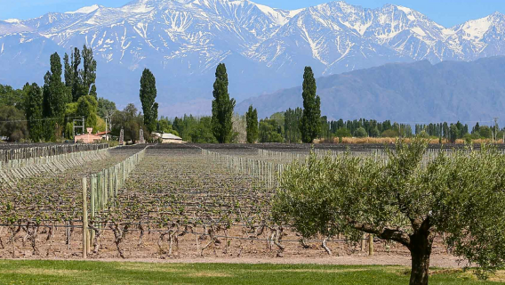 Mendoza